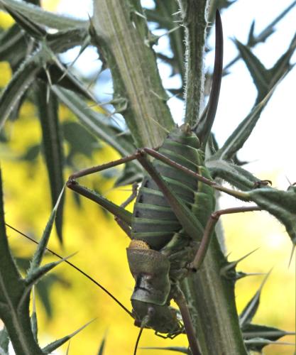 Ephippiger diurnus diurnus
